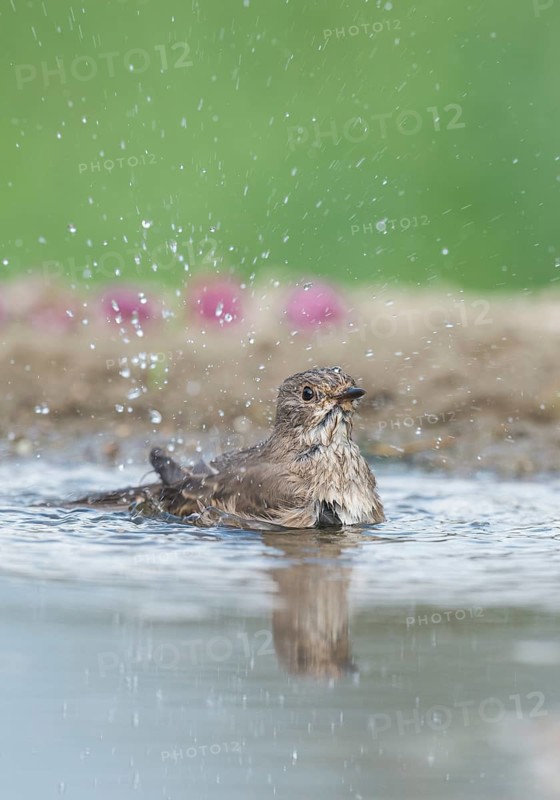 Spotted Flycatcher (Muscicapa striata) bathing, Aosta Valley, Italy