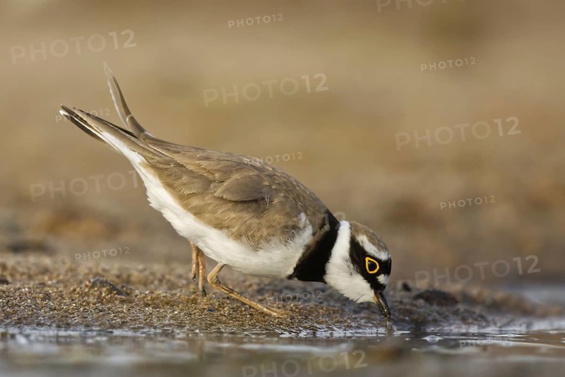 Little Ringed Plover (Charadrius dubius) foraging, North Rhine-Westphalia, Germany