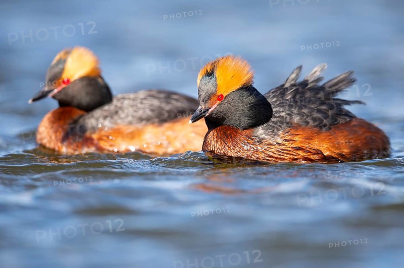 Slavonian grebe (Podiceps auritus) swimming on a lake, Västergötland, Falköping, Sweden