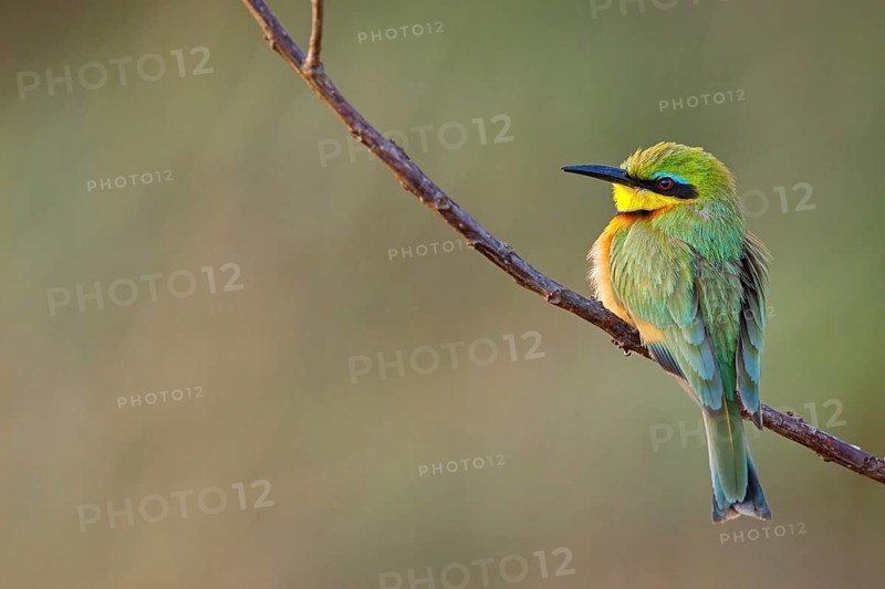 Pygmy Bee-eater, (Merops pusillus), on perch, Africa, South Africa, KwaZulu-Natal, Bee-eater family, (Merops apiaster), Ithala Game Reserve, Louwsburg