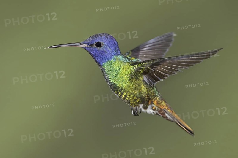 Golden-tailed Sapphire (Chrysuronia oenone), Ecuador
