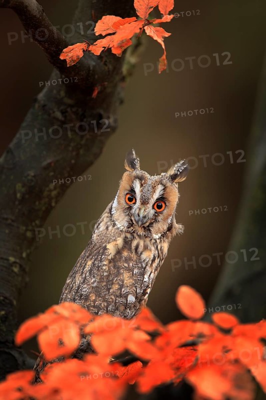 Owl in orange forest, yellow leaves. Long-eared Owl with orange oak leaves during autumn. Wildlife scene fro nature, Sweden. Animal in fall habitat. Orange oak leaves with beautiful bird