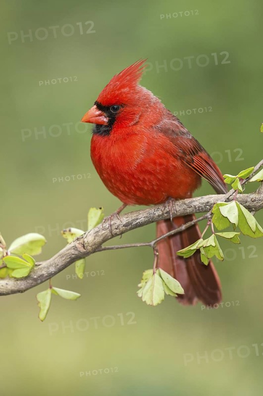 Northern Cardinal (Cardinalis cardinalis) male perched on a twig, Texas, USA