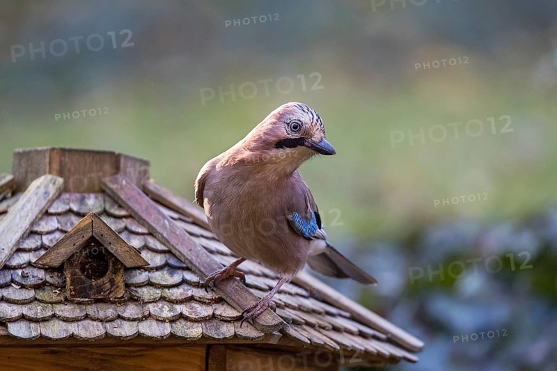 Eurasian Jay (Garrulus glandarius) at feeding house, Bavaria, Germany