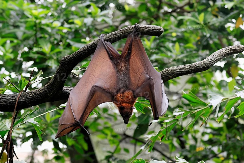 Kalong flying fox (Pteropus vampyrus), adult, in sleeping tree, during the day, alert, Singapore, Southeast Asia