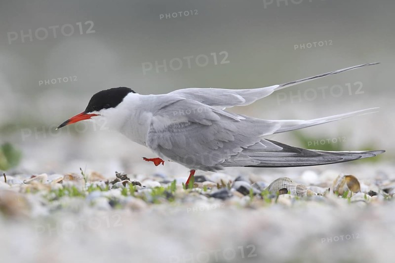Common Tern (Sterna hirundo), Texel, Netherlands