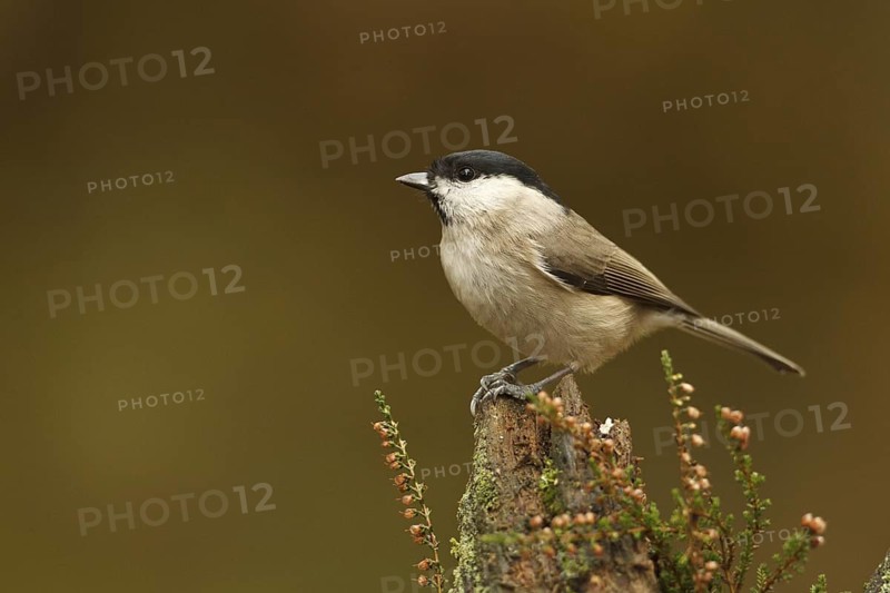 Marsh Tit (Poecile palustris), Rhineland-Palatinate, Germany