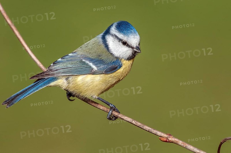 Blue tit (Cyanistes caeruleus) Blue Tit • Baden-Württemberg, Germany, Baden-Württemberg, Federal Republic of Germany