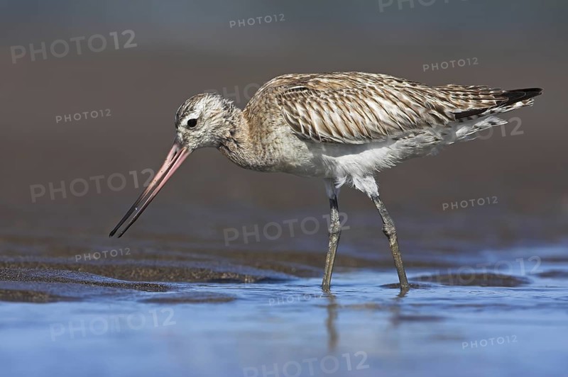 Bar-tailed Godwit (Limosa lapponica), Oman