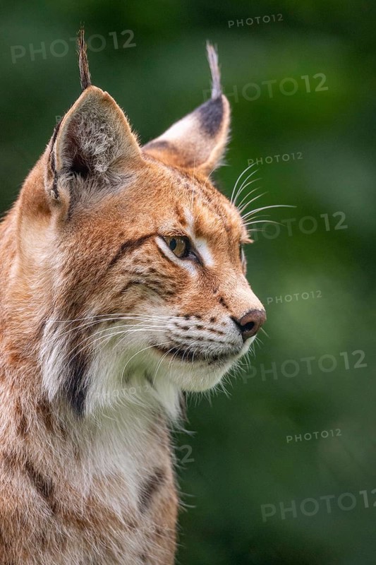 Lynx (Lynx lynx), portrait, Haltern, North Rhine-Westphalia, Germany