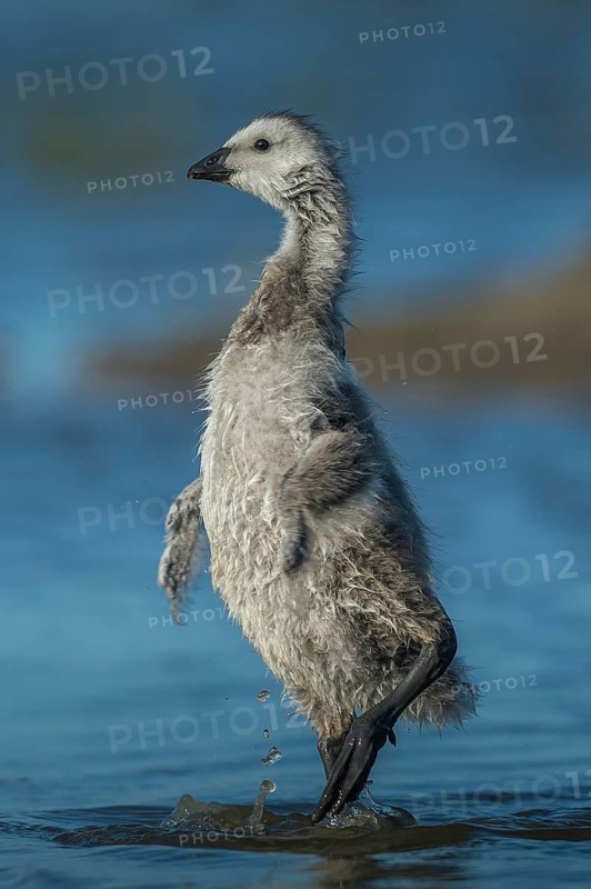 Barnacle Goose (Branta leucopsis) juvenile, Schleswig-Holstein, Germany