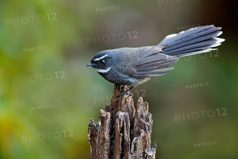 White-throated Fantail (Rhipidura albicollis), Yunnan, China