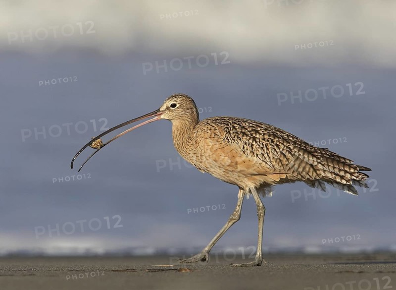 Long-billed Curlew (Numenius americanus), California, USA