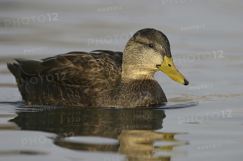 American Black Duck (Anas rubripes), Ohio, USA