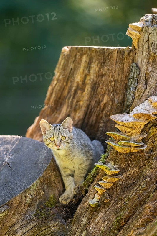 European wildcat (Felis silvestris silvestris) on an old tree trunk, Hesse, Germany