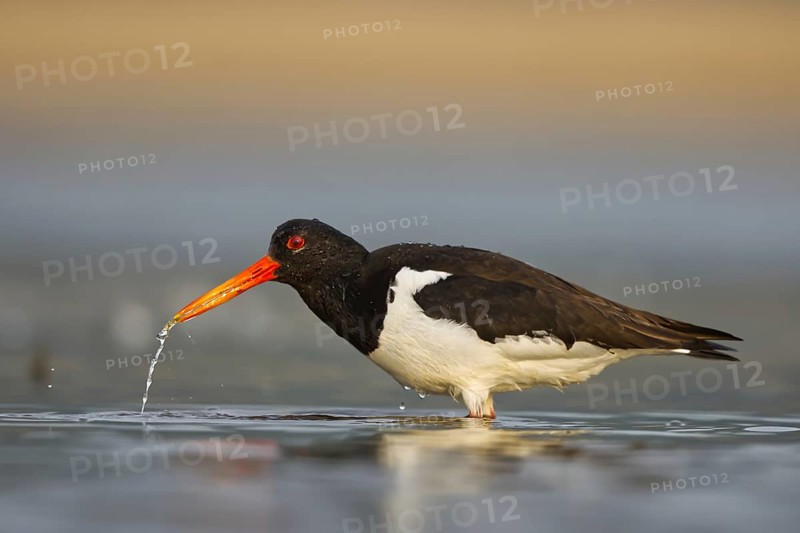 Eurasian Oystercatcher (Haematopus ostralegus) female drinking, North Rhine-Westphalia, Germany