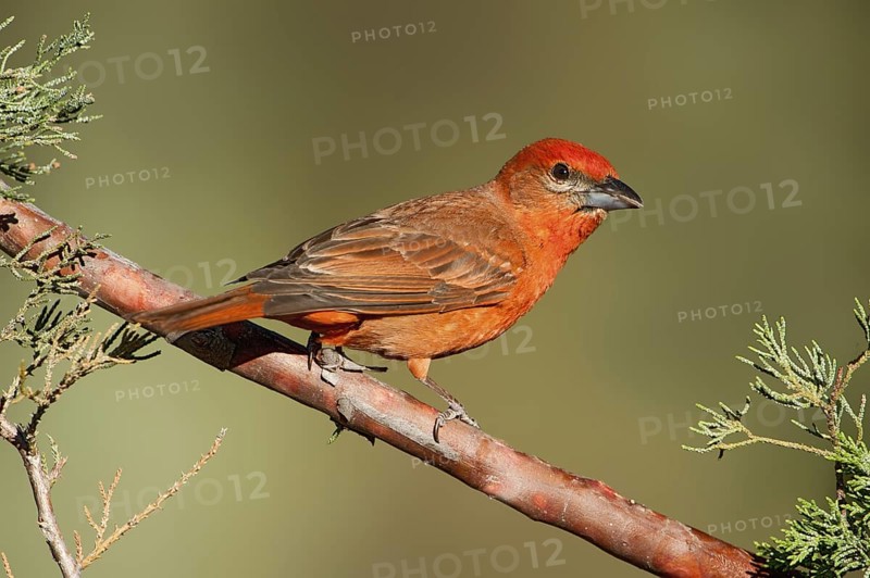Hepatic Tanager (Piranga hepatica) male, Arizona, USA