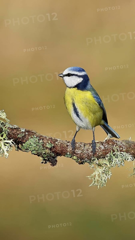 Blue tit (Parus caeruleus), sitting on a branch overgrown with reindeer lichen (Cladonia rangiferina), North Rhine-Westphalia, Germany