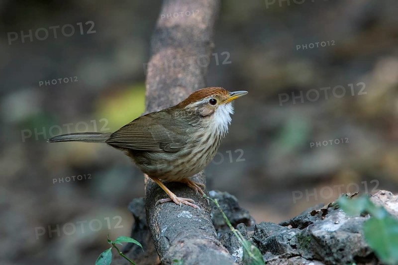 Puff-throated Babbler (Pellorneum ruficeps), Kaeng Krachan, Thailand