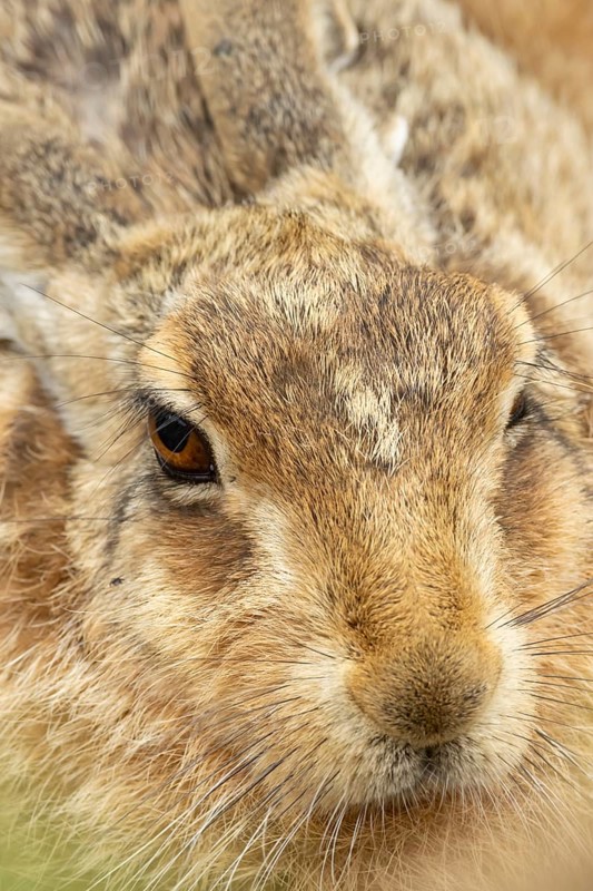 European brown hare (Lepus europaeus) adult animal head portrait, England, United Kingdom