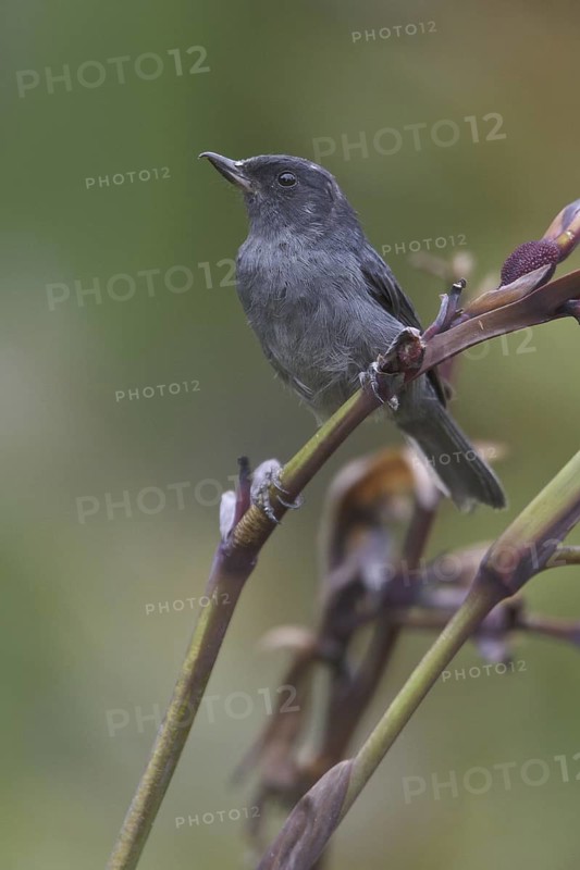 Slaty Flowerpiercer (Diglossa plumbea), Costa Rica