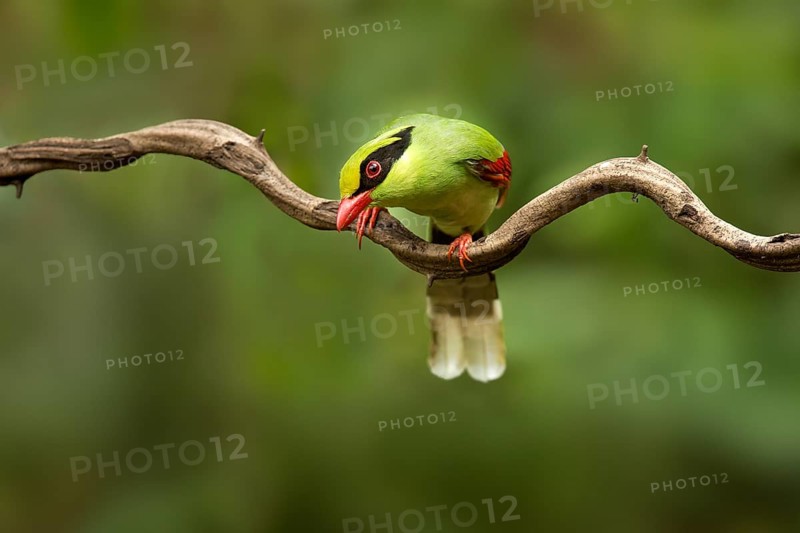 Common Green Magpie (Cissa chinensis chinensis), Yunnan, China