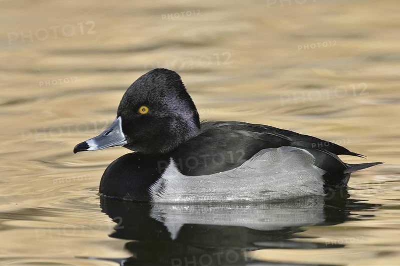 Ring-necked Duck (Aythya collaris) male, Arizona, USA