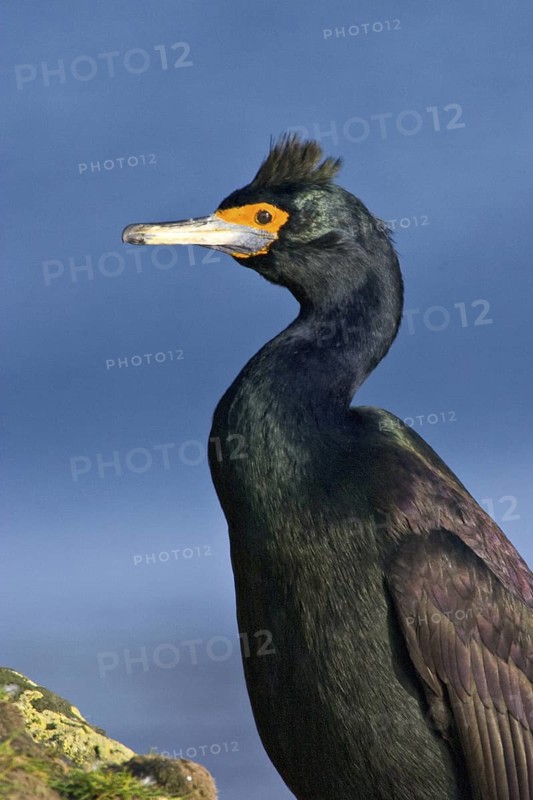 Red-faced Cormorant (Phalacrocorax urile), Alaska, USA