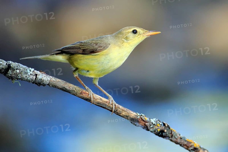 Melodious Warbler (Hippolais polyglotta) juvenile perched on a branch, Andalusia, Spain