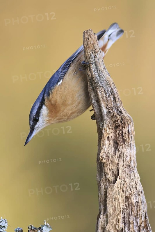 Eurasian Nuthatch (Sitta europaea), Bavaria, Germany