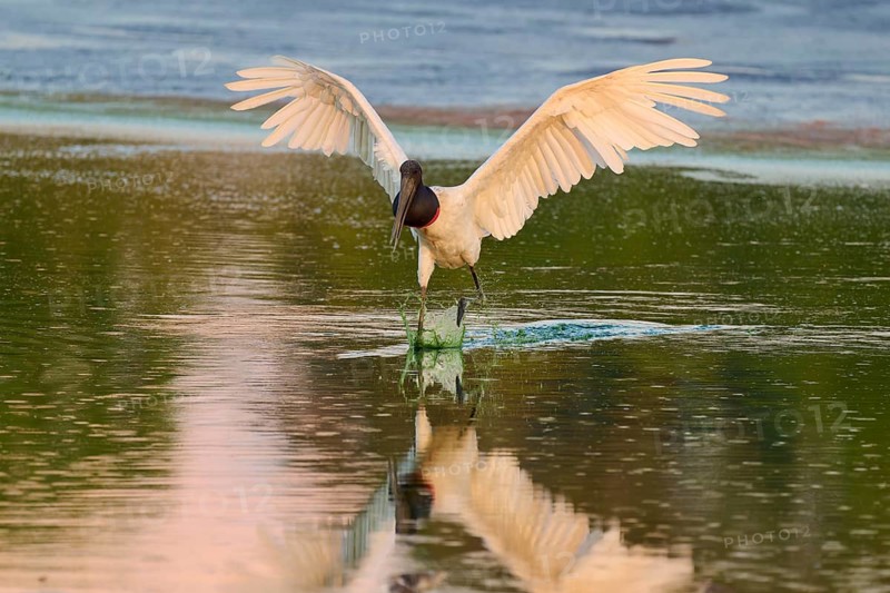 A bird with spread wings over calm water, Jabiru (Jabiru mycteria), Pantanal, Mato Grosso, Brazil