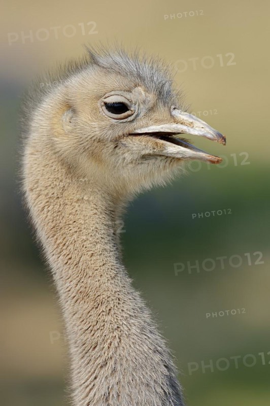 Darwin's rhea (Pterocnemia pennata), portrait, Patagonia, Chile