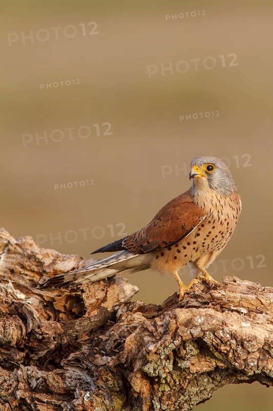 Lesser Kestrel (Falco naumanni), male perched on a trunk, Castile-La Mancha