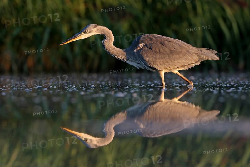 Grey grey heron (Ardea cinerea), Foraging, Boat Trip, Tiszaalpár, Kiskunsági National Park, Bács-Kiskun, Hungary