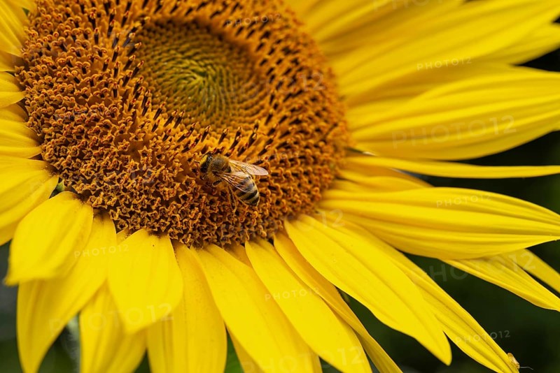 Close-up of a honey bee (Apis mellifera) on the bright yellow flower of a sunflower (Helianthus annuus), Germany