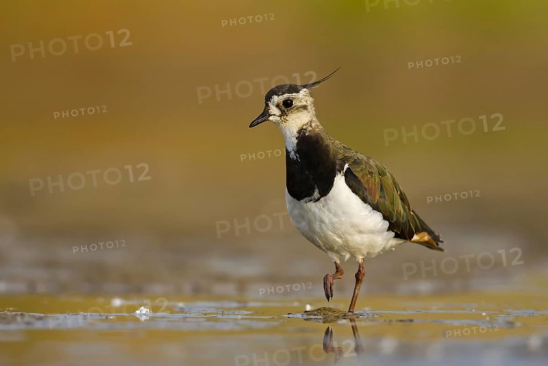 Northern Lapwing (Vanellus vanellus) female, North Rhine-Westphalia, Germany