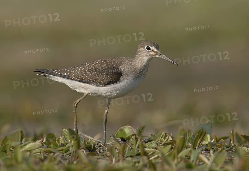 Solitary Sandpiper (Tringa solitaria), Ohio, USA