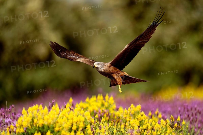 Black kite (Milvus migrans) flying over maquis with crested lavender (Lavendula stoechs) and broom, Castilla-La Mancha, Spain