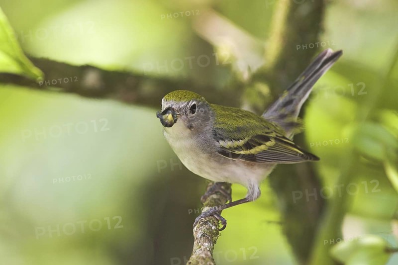 Chestnut-sided Warbler (Setophaga pensylvanica), Costa Rica