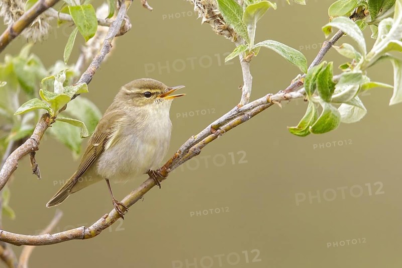 Arctic warbler (Phylloscopus borealis) perched on a branch in Nome, Alaska