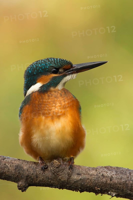 Common Kingfisher (Alcedo atthis) juvenile female, Utrecht, Netherlands