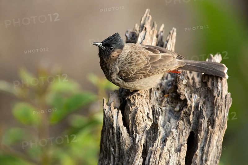 Red-vented Bulbul (Pycnonotus cafer), Yunnan, China
