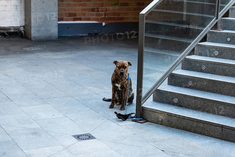 Dog leashed to a railing in Tarragona, Spain