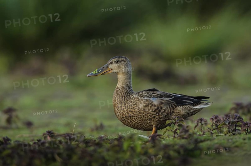 Northern Shoveler (Spatula clypeata), Schleswig-Holstein, Germany