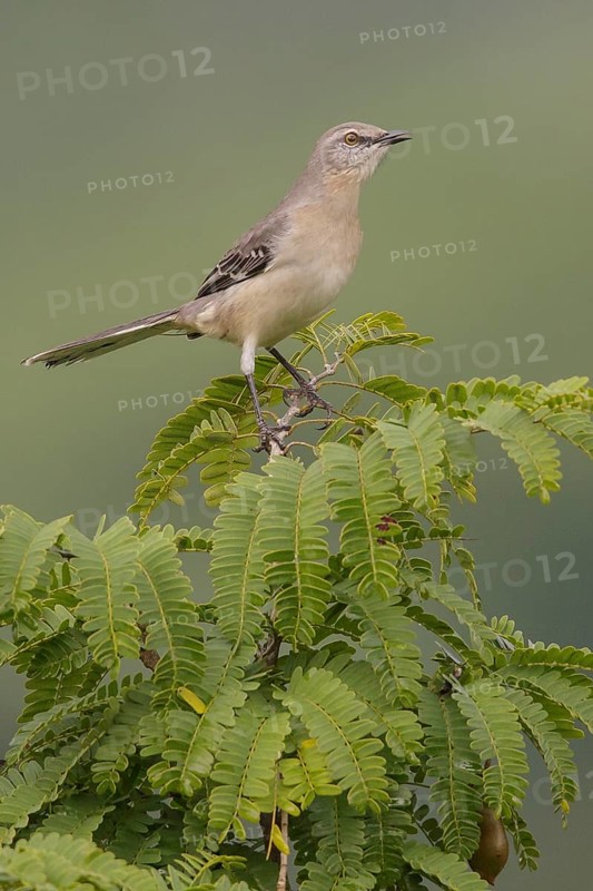 Northern Mockingbird (Mimus polyglottos) perched on a branch in Cuba