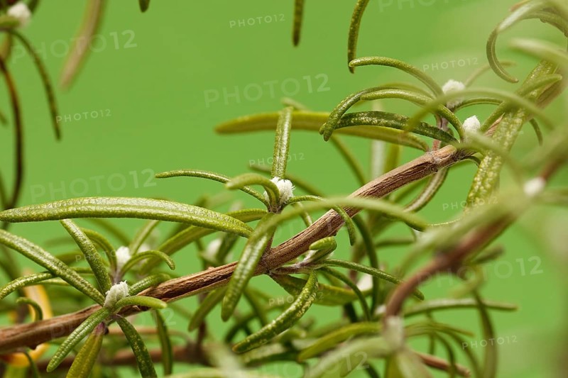 Rosemary (Rosmarinus officinalis), twigs with young, very hairy leaves, in the studio, North Rhine-Westphalia, Germany