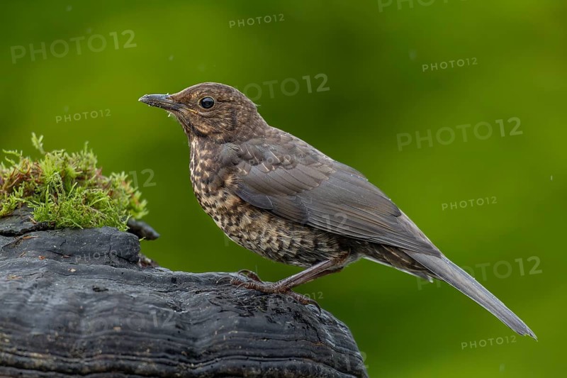 A young blackbird (Turdus merula) uses a tree fungus as a perch, garden bird, sweet, cute, animal children, June, Germany