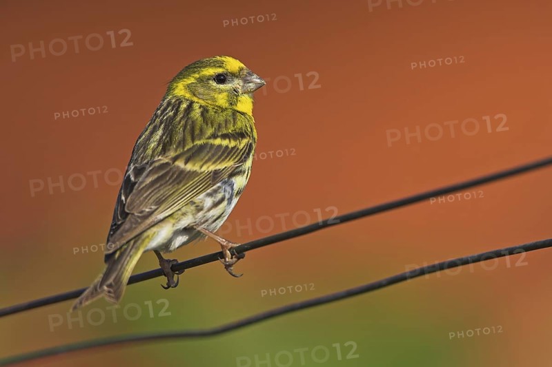 European Serin (Serinus serinus), Rhineland-Palatinate, Germany