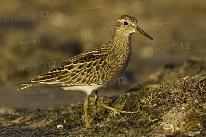 Pectoral Sandpiper (Calidris melanotos), Asturias, Spain