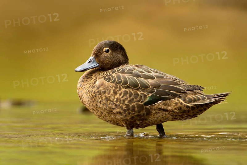 Brown Teal (Anas chlorotis) female, North Island, New Zealand